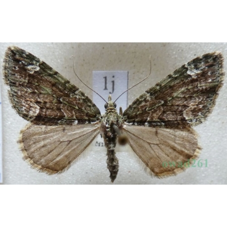 Chloroclysta siterata (Hufnagel, 1767) Paśnik zaroślak Czech1j